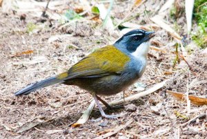 Stripe-headed Bush-finch