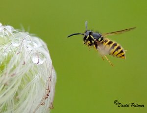 FLIGHT OF FANCY