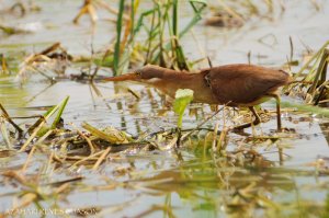 Cinnamon Bittern