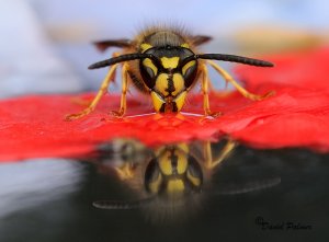 THIRSTY WORK