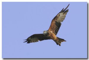 Red kite