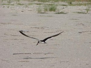 Black Skimmer