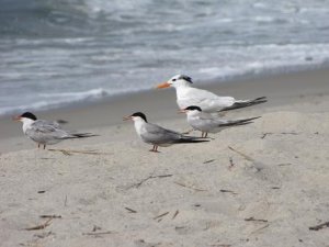 Royal and what Kind of smaller terns
