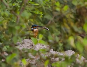 Behind a Veil- Common Kingfisher