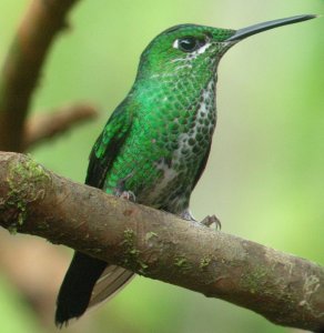 female Green-crowned Brilliant