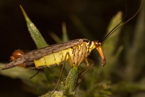 Scorpion Fly