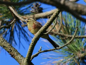 Cirl Bunting