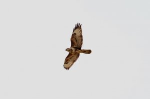 buzzard