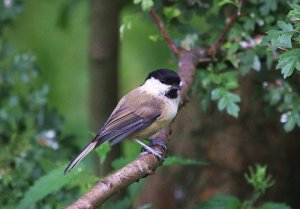 willow tit