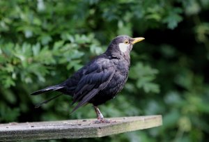 white faced blackbird