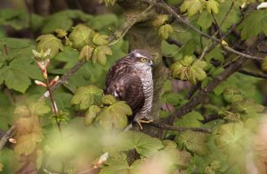 sparrowhawk