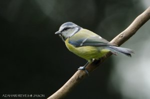 Blue Tit