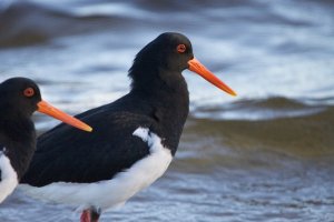 Pied Oystercatcher