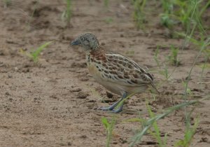 Small Buttonquail Turnix sylvaticus