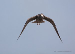 GREATER YELLOWLEGS