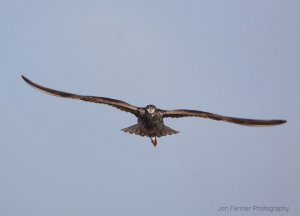 GREATER YELLOWLEGS