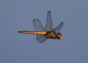 Dragonfly