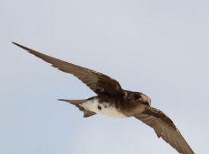 CARIBBEAN MARTIN