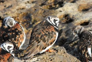 turnstone