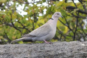 collared dove