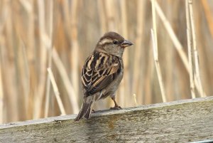 house sparrow