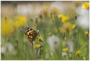 Painted Lady