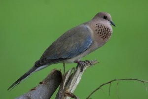 Laughing Dove