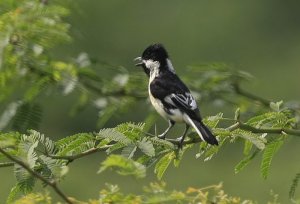 White-naped Tit