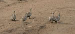 Painted Sandgrouse