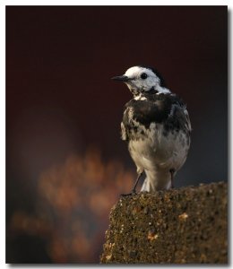 Pied wagtail