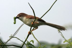 Yellow eyed babbler