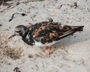 Turnstone in Breeding Plumage