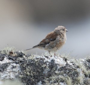 Linnet