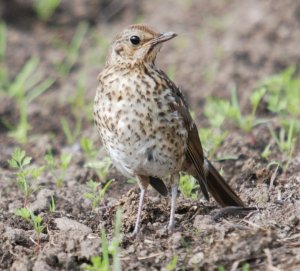 Song Thrush