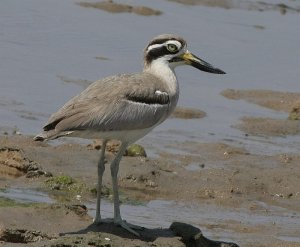 Great Thick-knee