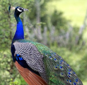 Peafowl male