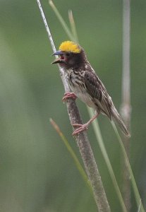 Streaked Weaver male calling