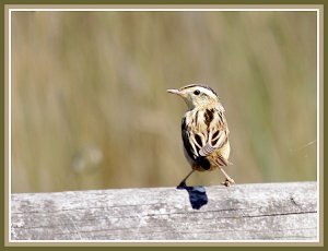 Aquatic Warbler