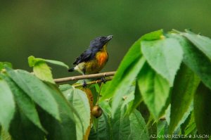 Yellow-rumped Flowerpecker