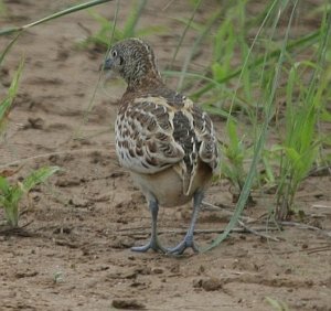 Small Buttonquail