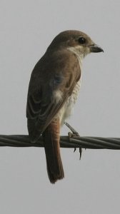 Red-backed Shrike Lanius collurio collurio