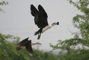 Comb Duck male and female in flight