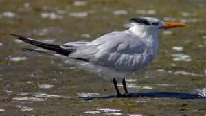 Royal Tern