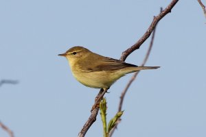 willow warbler