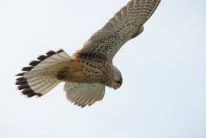 kestrel