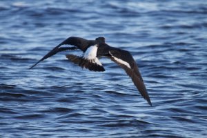 Pied Oystercatcher In Flight