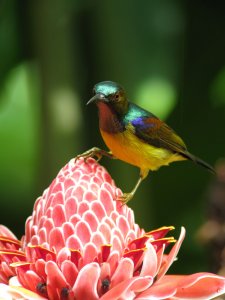 Plain-Throated Sunbird