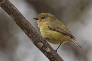 Yellow Thornbill