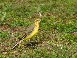 Yellow Wagtail