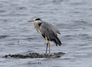 heron